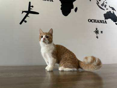 Munchkin Standard (Female)