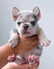 FRENCH BULLDOG PUPPIES 7S74 🌻 Available Male