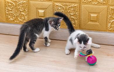 domestic cat mix parsi