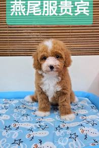 Parti Poodle Puppy 