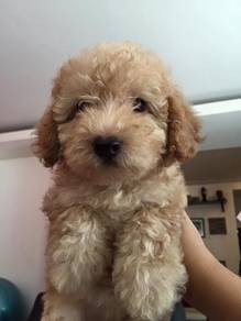 Poodle 