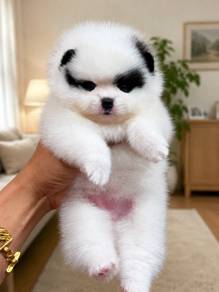 Pomeranian puppy