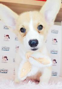 Welsh Corgi