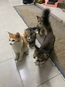kucing untuk diberi