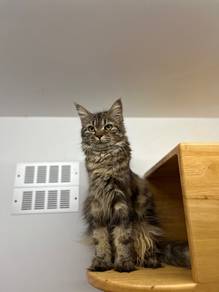 Mainecoon Kitten