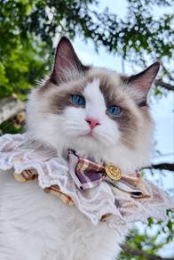 Ragdoll