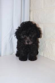 J0510 Grey Poodle Curly Hair Big Eyes Puppy
