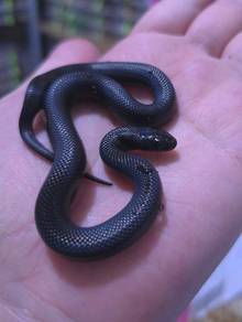 maxican black king snake ular hitam premium