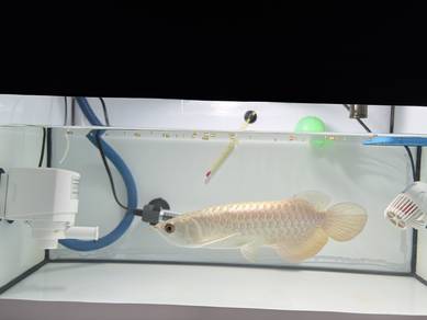 Arowana mg golden head 9 inch with cert & chip