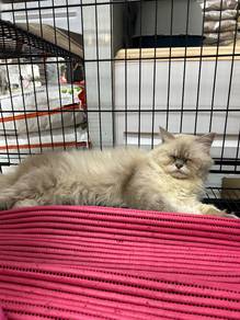 Himalayan cat