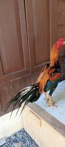 ayam