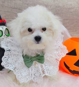 Bichon Frise