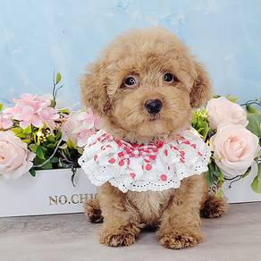 Poodle