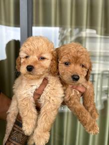 Tiny Poodle Puppy Available – KL & JB