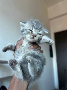 bsh 