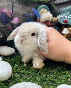 Holland lop