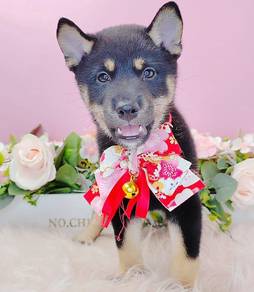 Shiba