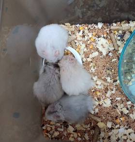 Hamster Syrian Big Bone breed for re-home with fee