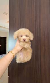Toy poodle puppy