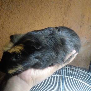 Gunea pig sepasang