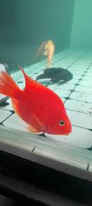 Red Parrot size 8 inc
