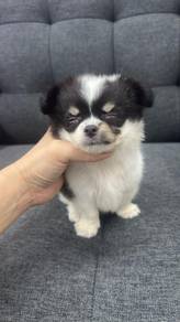 Pure Breed Long Fur Chihuahua (M) 纯种长毛吉娃娃 三色