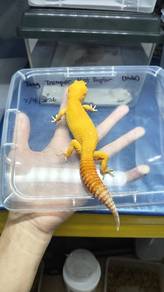 Leopard Gecko