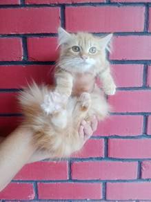 munchkin betina 