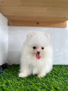 SSEA_ 90077 little Pomeranian puppies dogs