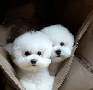 BC3288 Bichon Frise mini size little white furry
