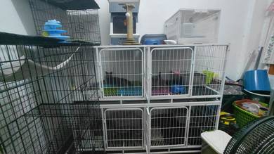 British short hair rehome
