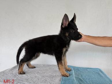 German Shepherd Puppy 