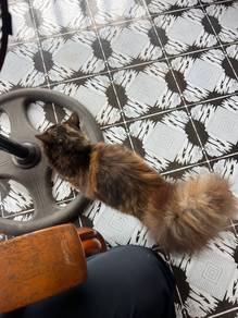 kucing dlh