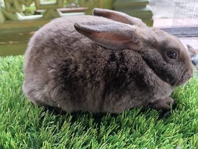 minirex pure breed 