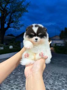 Mini bear face Pomeranian 
