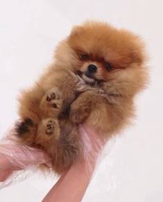 z26 Adorable Pomeranian Puppy
