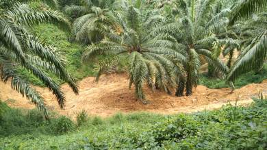 Agricultural Land in Keningau, SBH