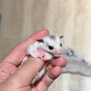 white mosaic sugar glider small small Baby tame