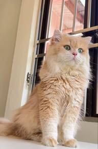 Golden Chinchilla (Stud Male)