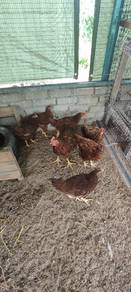 ayam RIR