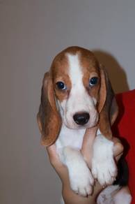 J0813 Beagle Sweet Family Companion Puppy