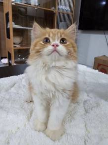 Adult Cat Kucing Jantan BLH Persian