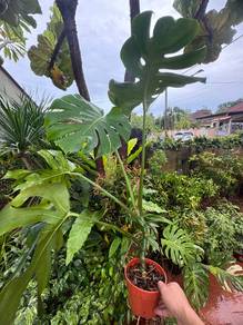 monstera