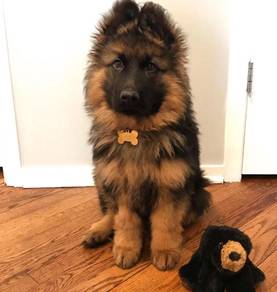 German Sheperd