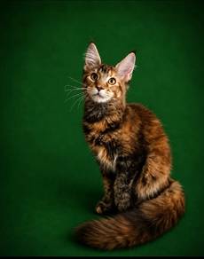 G9 Maine Coon