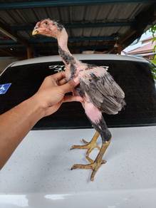 Ayam ganoi 