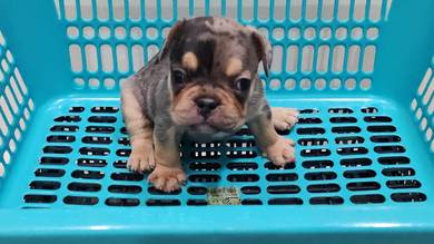 GGA_P900 Blue Merle French Bulldog male puppy