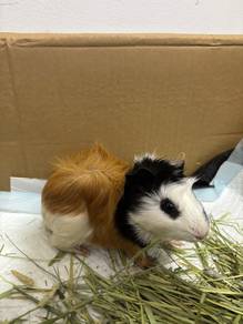 Guinea Pig