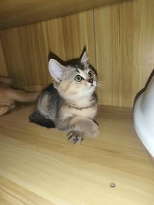 Anak Bsh untuk dijual