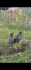 burung lebar